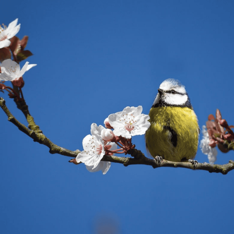 Singing bird